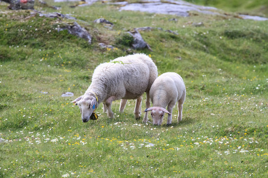 Sheep on mountain pasture
