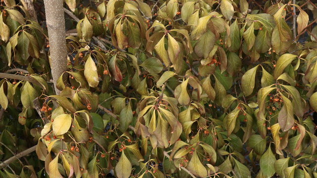 Winter Leaves