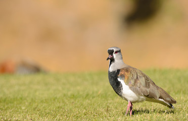 Southern Lapwing on the Grass. Tero. 