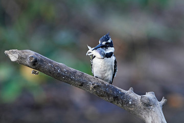 Pied kingfisher (Ceryle rudis)