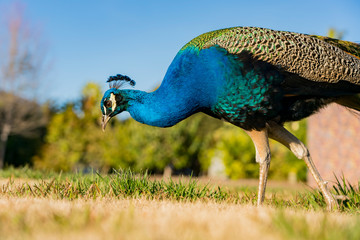 Fototapeta premium Peacock walking in the forest