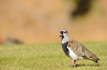 Southern Lapwing on the Grass. Tero. 
