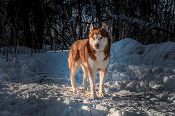 Dog siberian husky. Wild Beauty dog portrait. Winter dark background. 