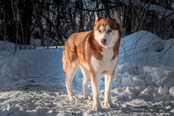 Husky dog. Wild Beauty siberiab husky dog portrait. Winter background. 