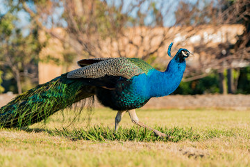 Peacock walking in the forest