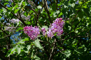Flowers of purple lilac against the background of green foliage. Spring.