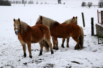 Three horses on a snowy meadow.