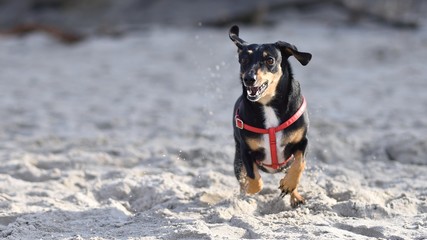 Black dachshund with red harness running free on sandy beach