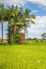 Fototapeta premium Palm tree in a rice field.