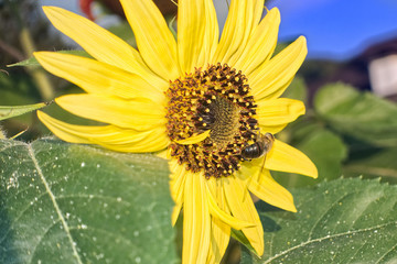 Sonnenblume mit Biene