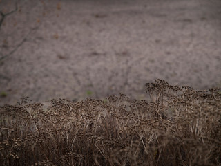 Dried up fall flowers in a meadow