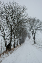 Obraz premium landscape with small road and large trees in winter seen during an intense snowfall