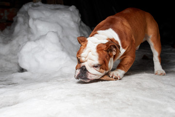 english bulldog nibbles stick on white snow