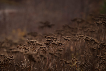 Dried up fall flowers in a meadow