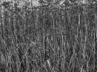Dried up fall flowers in a meadow