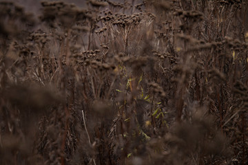 Dried up fall flowers in a meadow