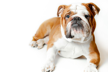 Obraz premium english bulldog on isolated white background in profile