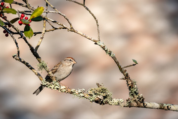 Chipping Sparrow 04