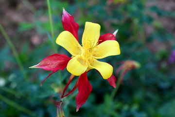 Aquilegia skinneri Tequila sunrise or Columbine or Grannys bonnet fully open blooming bright red to copper-red orange with golden yellow center flower on dark green flowers and other plants background