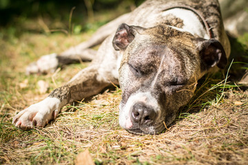 Dog breed Burbul on nature in the park in summer close-up