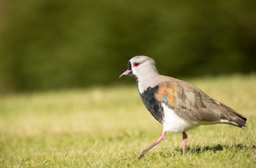 Southern Lapwing on the Grass. Tero. 