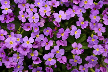 Aubretia or Aubrieta low spreading hardy evergreen perennial flowering plants with multiple dense...