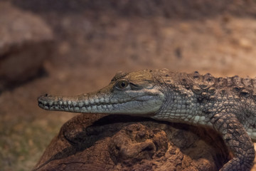 Small American Alligator