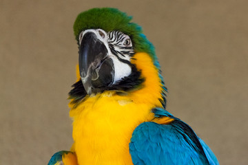 Blue and Yellow Macaw