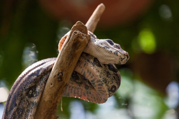 Python Snake on a Branch
