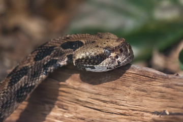 Pit Viper Head