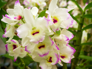 Beautyful flower: Orchids or Miltonopsis,