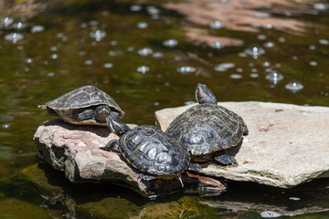 Obraz premium Red Eared Slider Turtles