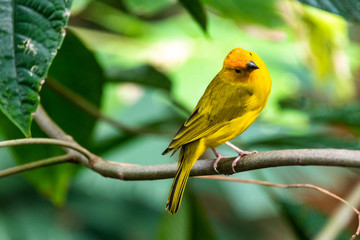  Cute yellow bird 
