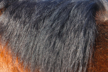 Black horse mane in the sun close-up. Can be used as a texture for decoration.
