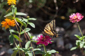 Fototapeta na wymiar Old World Swallowtail Butterfly
