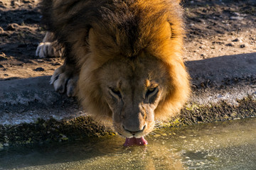Ein Löwe trinkt aus einem Teich © Milan