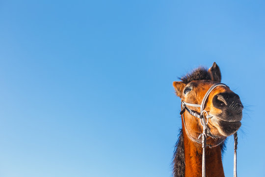 The surprised head of a red horse on a blue background