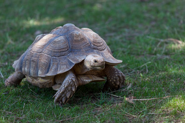 Small African Spurred Tortoise