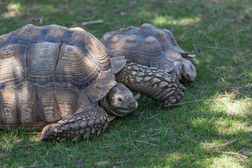 Fototapeta premium African Spurred Tortoise