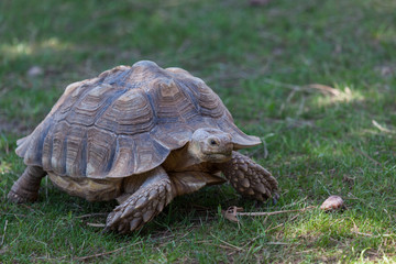 Small African Spurred Tortoise