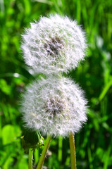 two florets of a dandelion with fluffy ripened seeds
