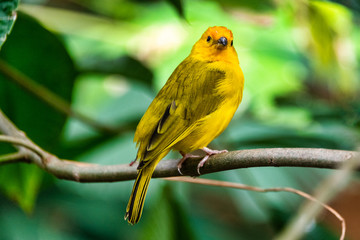 Single yellow finch bird 