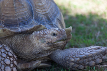 Fototapeta premium African Spurred Tortoise