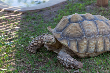 African Spurred Tortoise