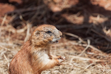 Old Prairie Dog