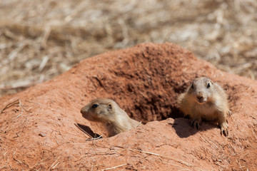 Mom and Baby Prairie Dog