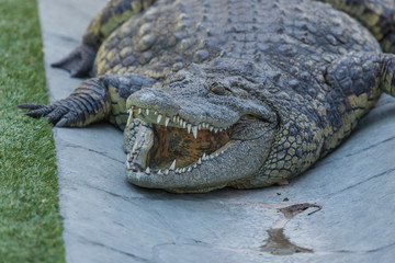 Overweight Sleeping Alligator