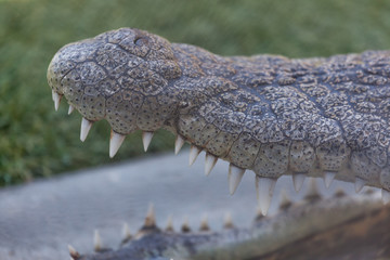 Open Mouthed Alligator