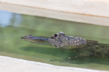 Alligator Submerged in Water