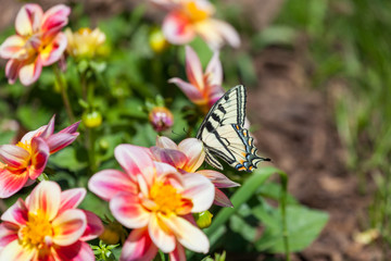 Old World Swallowtail Butterfly